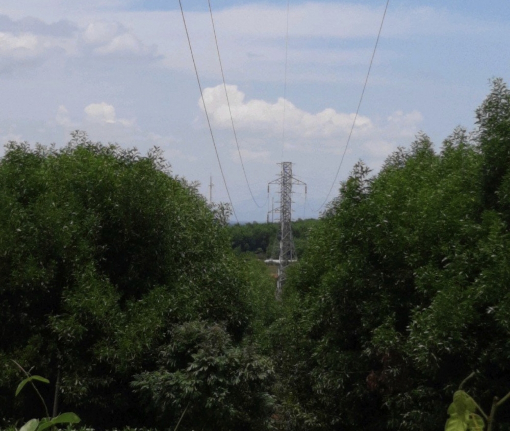 undefined Bình Định: Xử lý vi phạm hành lang an toàn lưới điện cao áp cần sự vào cuộc đồng bộ, quyết liệt