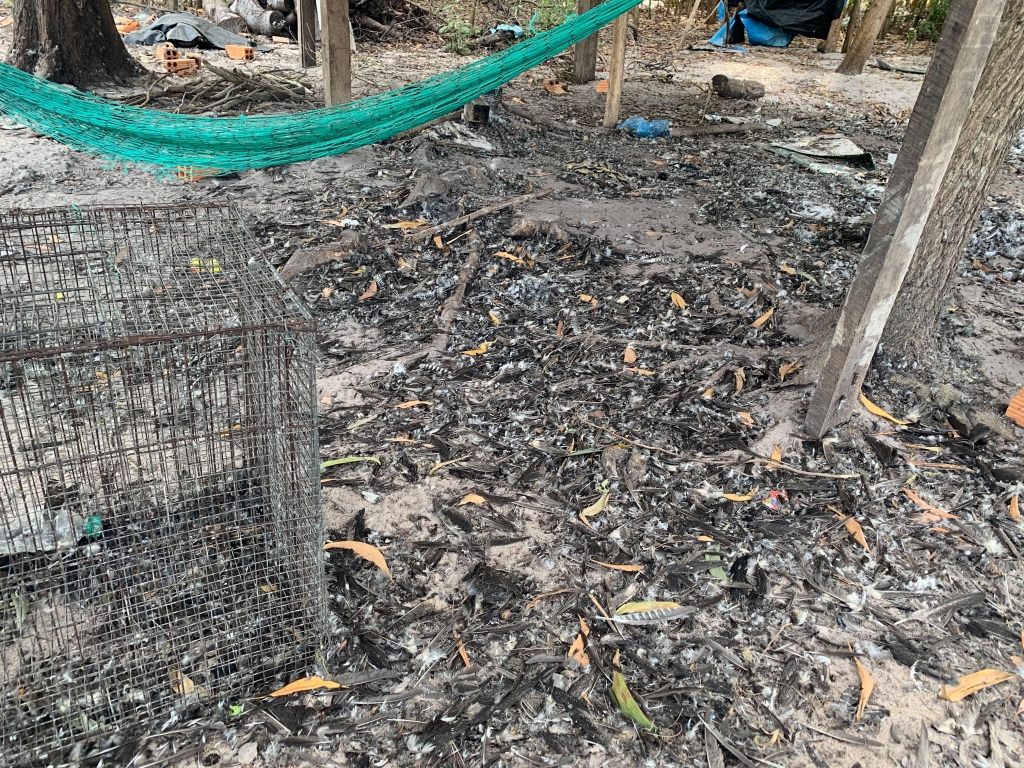 “Nóng” tình trạng săn, bắt chim Yến gây thiệt hại kinh tế cho người nuôi nong tinh trang san bat chim yen gay thiet hai kinh te cho nguoi nuoi