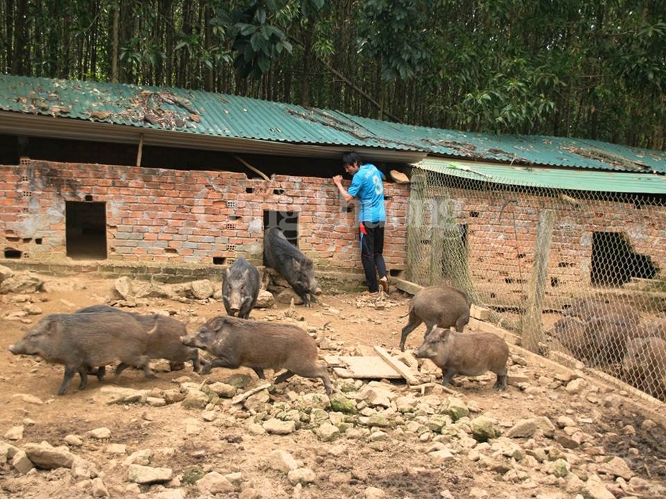 Sơn Hà - Quảng Ngãi: Kinh tế phát triển nhờ chương trình sinh kế bền vững son ha quang ngai phat trien doi song kinh te nho chuong trinh sinh ke ben vung