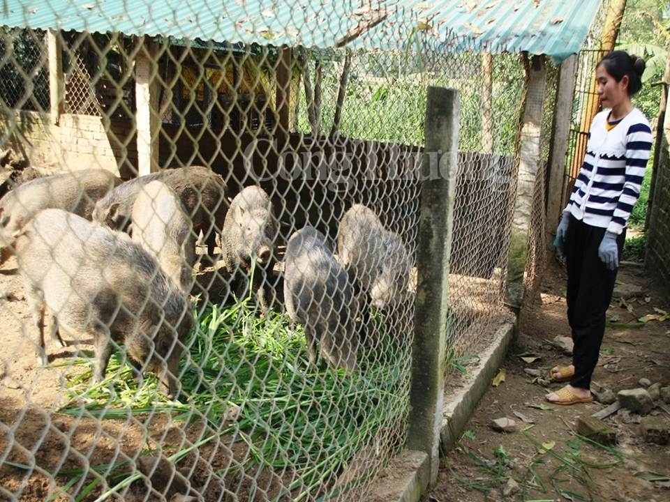 Quảng Ngãi: Bình ổn thị trường giá cả dịp Tết Nguyên đán Canh Tý 2020 quang ngai binh on thi truong gia ca dip tet nguyen dan canh ty 2020