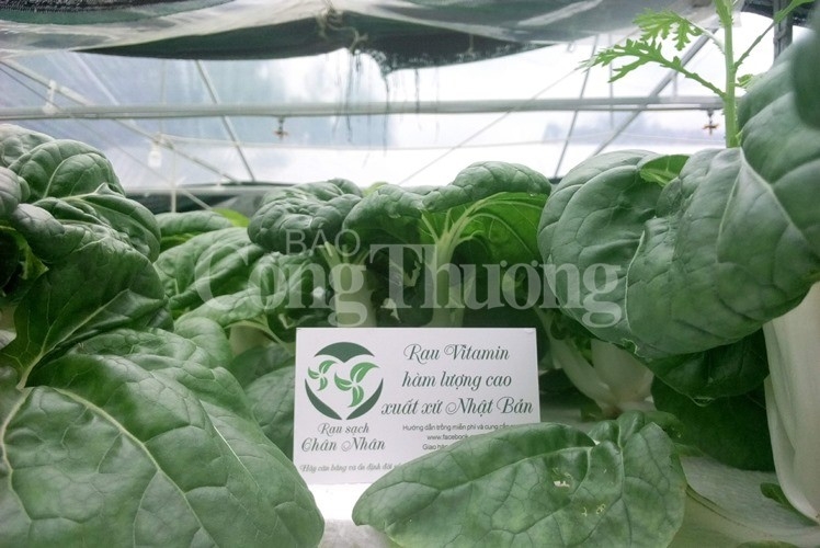 9X nghỉ việc tại ngân hàng để khởi nghiệp với rau sạch 9x nghi viec tai ngan hang de khoi nghiep voi rau sach