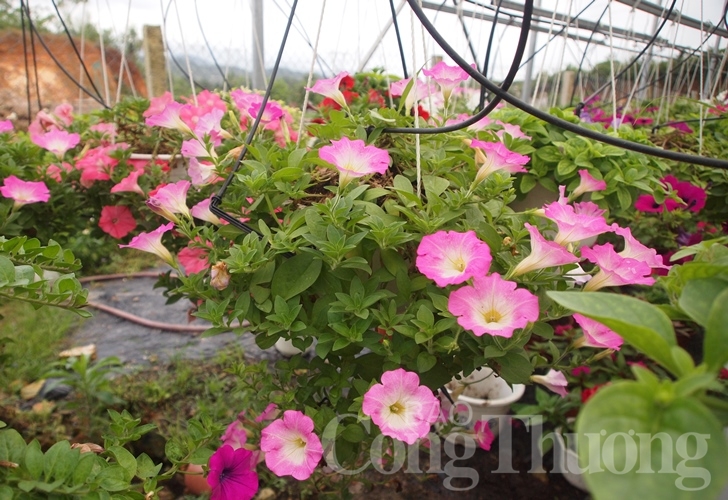 da nang ruc ro sac xuan tai lang hoa van duong