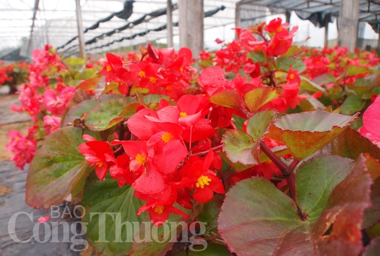 da nang ruc ro sac xuan tai lang hoa van duong