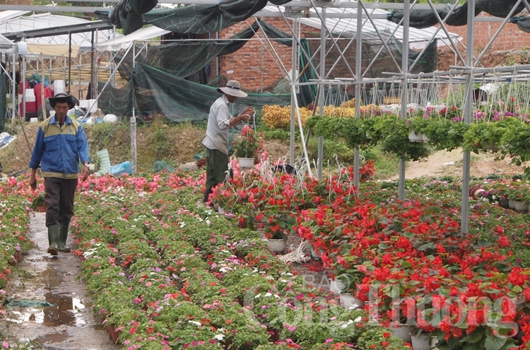 da nang ruc ro sac xuan tai lang hoa van duong