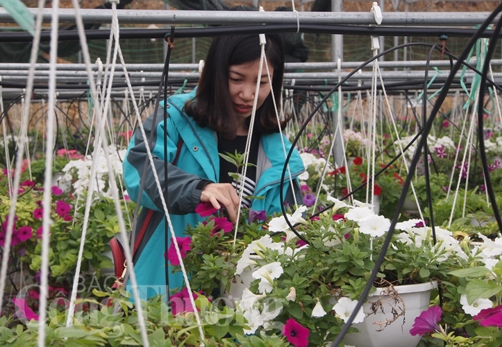 da nang ruc ro sac xuan tai lang hoa van duong