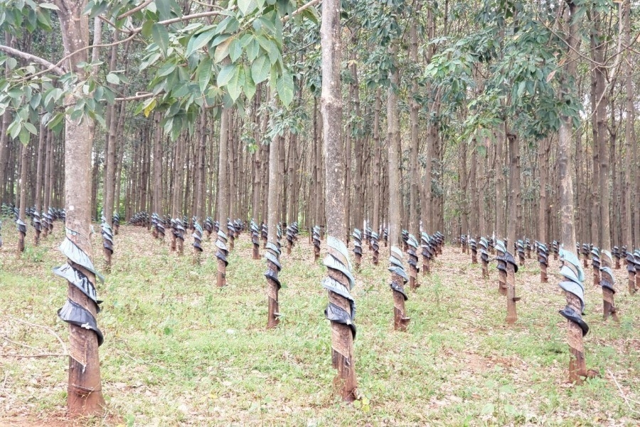 Kon Tum: Công nghiệp – thương mại tăng trưởng “bất chấp” dịch Covid   19