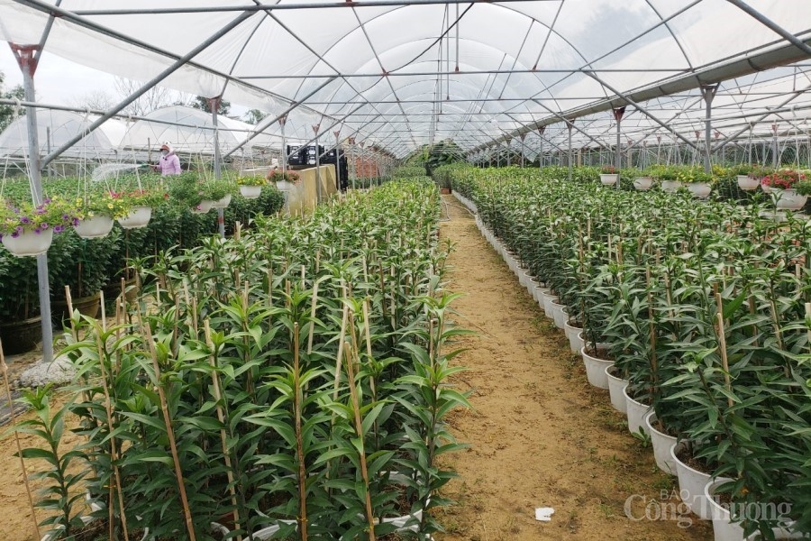 Người trồng hoa, cây cảnh “hồi hộp” chờ vụ Tết Người trồng hoa, cây cảnh “hồi hộp” chờ vụ Tết