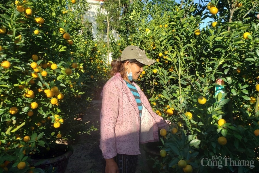 Người trồng hoa, cây cảnh “hồi hộp” chờ vụ Tết Người trồng hoa, cây cảnh “hồi hộp” chờ vụ Tết