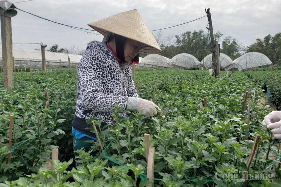 Người trồng hoa, cây cảnh “hồi hộp” chờ vụ Tết Người trồng hoa, cây cảnh “hồi hộp” chờ vụ Tết