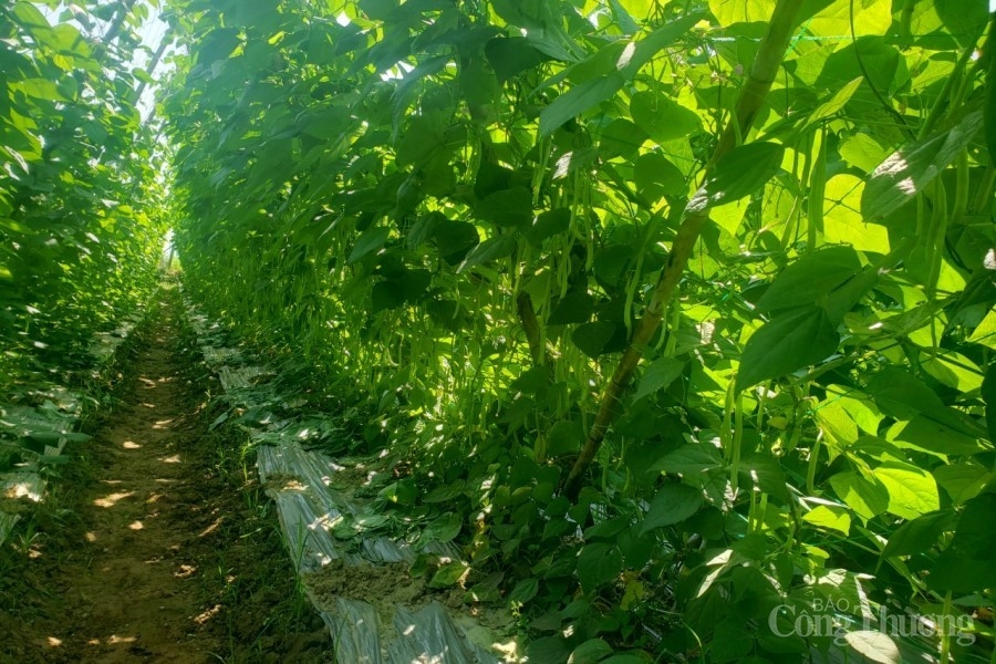 Làng rau Bàu Tròn “thấp thỏm” vụ Tết Làng rau Bàu Tròn “thấp thỏm” vụ Tết