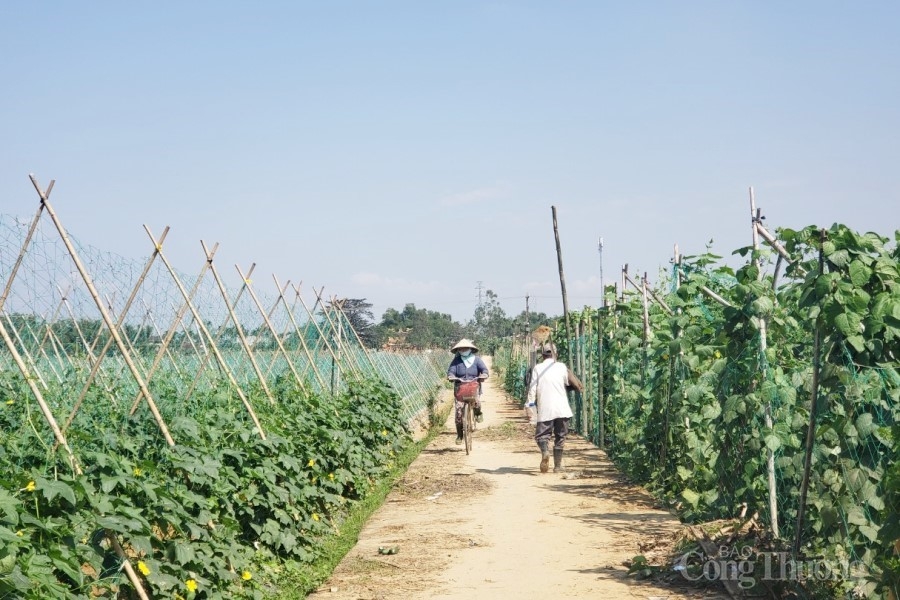 Làng rau Bàu Tròn “thấp thỏm” vụ Tết Làng rau Bàu Tròn “thấp thỏm” vụ Tết