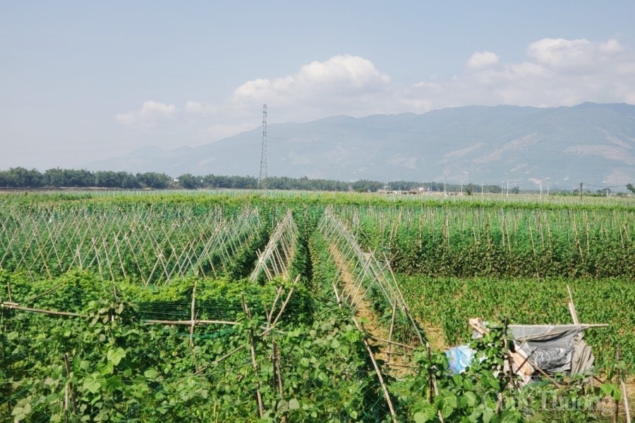 Làng rau Bàu Tròn “thấp thỏm” vụ Tết Làng rau Bàu Tròn “thấp thỏm” vụ Tết