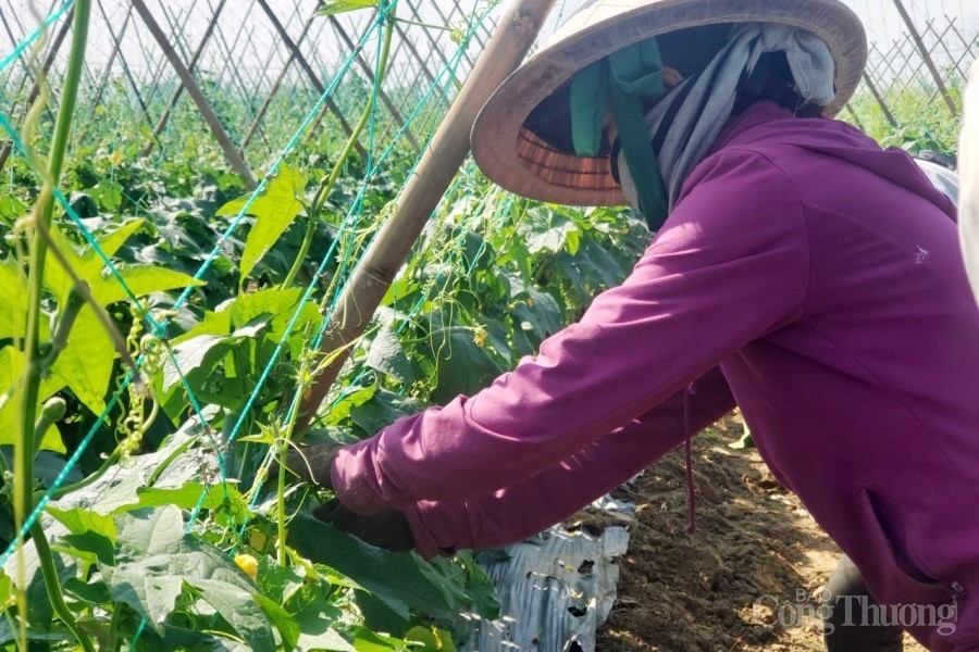 Làng rau Bàu Tròn “thấp thỏm” vụ Tết Làng rau Bàu Tròn “thấp thỏm” vụ Tết