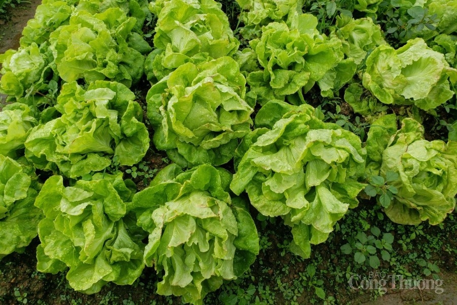 Gia Lai: Nỗ lực khơi thông đầu ra cho nông sản và hoa Tết