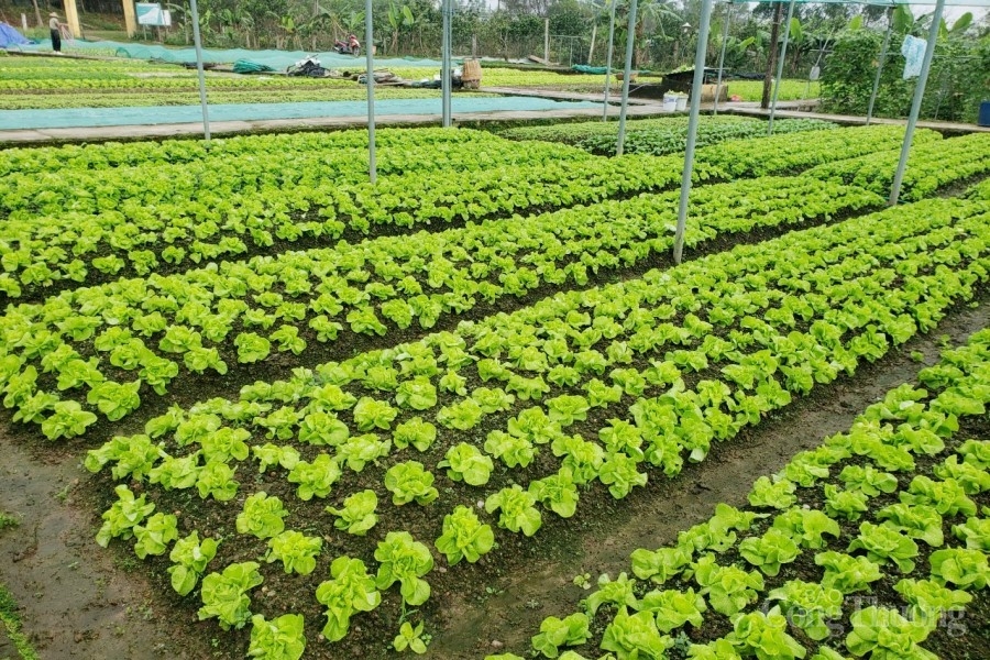 Gia Lai: Nỗ lực khơi thông đầu ra cho nông sản và hoa Tết