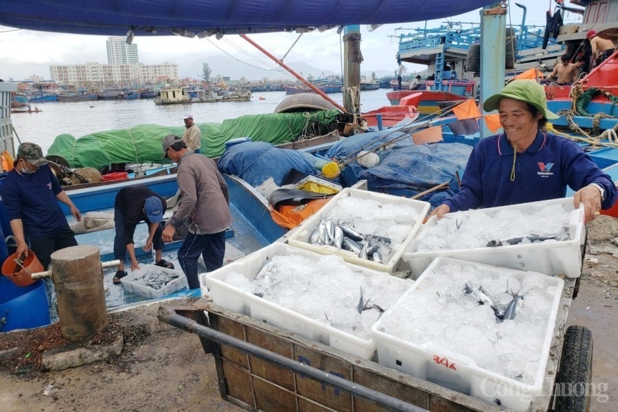 Những chuyến tàu cá “no cá” chở đầy niềm vui của ngư dân miền Trung Những tàu cá “no cá” chở đầy niềm vui của ngư dân miền Trung