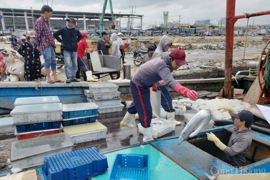 Những chuyến tàu cá “no cá” chở đầy niềm vui của ngư dân miền Trung Những tàu cá “no cá” chở đầy niềm vui của ngư dân miền Trung