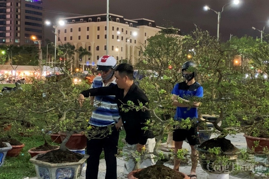 Đà Nẵng: Sắm hoa Tết rực rỡ để đón năm mới bình an