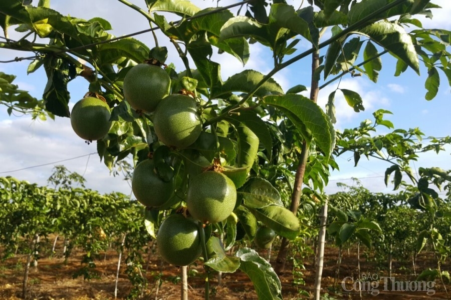 Gia Lai: Tận dụng tốt EVFTA, xuất khẩu tăng trưởng ấn tượng