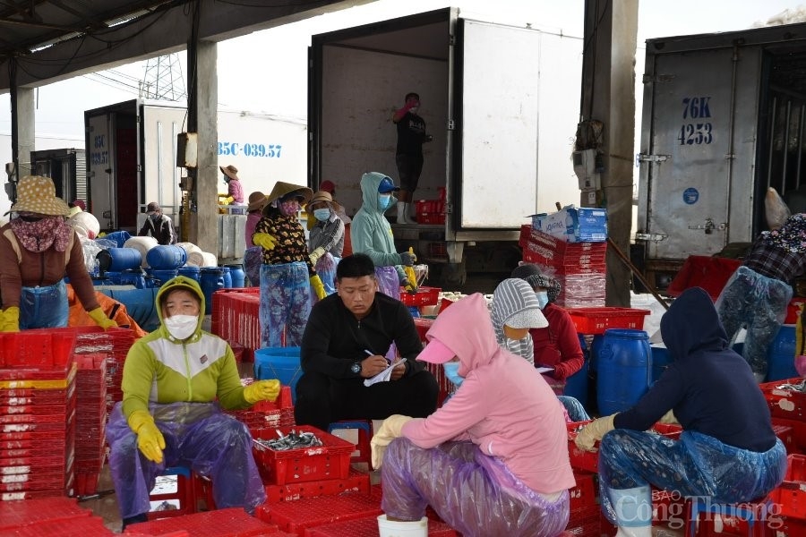 Quảng Ngãi: Đẩy mạnh triển khai chống khai thác hải sản bất hợp pháp, không báo cáo Quảng Ngãi: Đẩy mạnh triển khai chống khai thác hải sản bất hợp pháp, không báo cáo