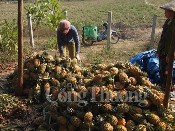 “Khó chồng khó” tại vùng dứa Quảng Nam kho chong kho tai vung dua quang nam