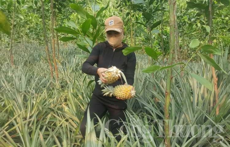 “Khó chồng khó” tại vùng dứa Quảng Nam kho chong kho tai vung dua quang nam