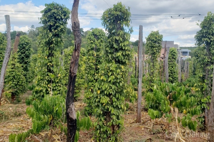 Người trẻ với “tham vọng” thành lập sàn thương mại điện tử về hồ tiêu