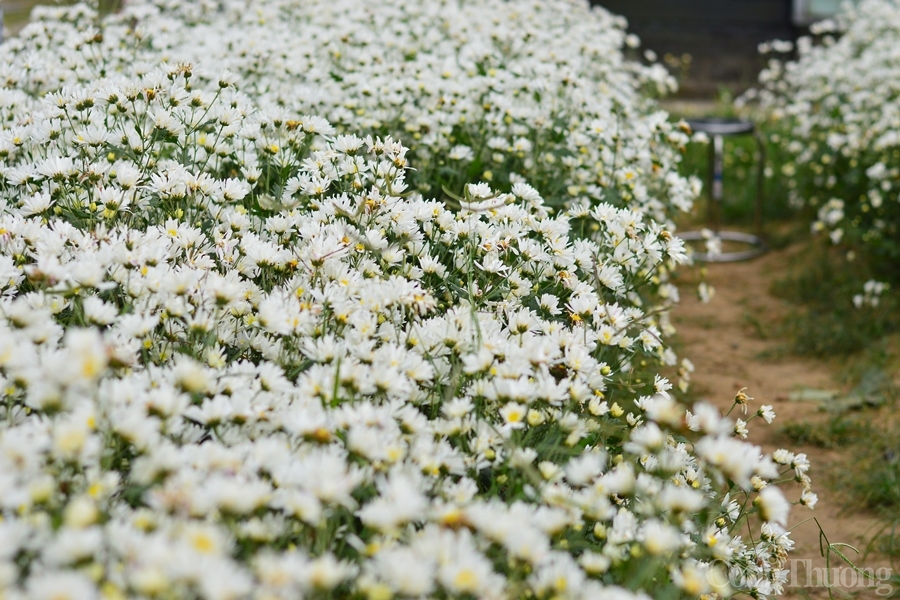 Cúc họa mi trái mùa nở rộ giữa lòng thành phố Đà Nẵng Cúc họa mi trái mùa nở rộ giữa lòng thành phố Đà Nẵng