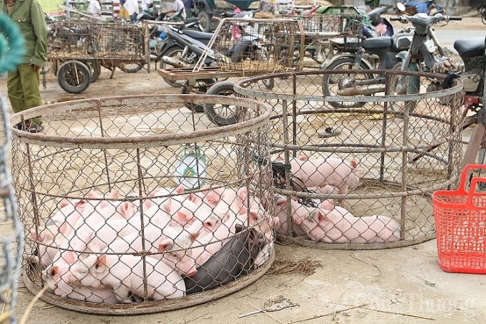 Thị trường miền Trung và Tây Nguyên: Giá thịt heo chưa giảm sâu do tái đàn chậm thi truo ng mie n trung va tay nguyen gia thi t heo chua gia m sau do ta i da n cha m