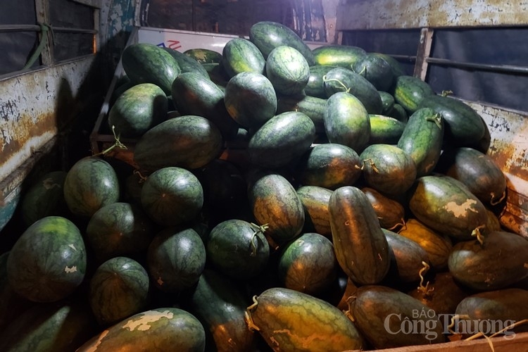 Quảng Nam: Nông dân phấn khởi vì dưa hấu được mùa, được giá quang nam nong dan phan khoi vi dua hau duoc mua duoc gia