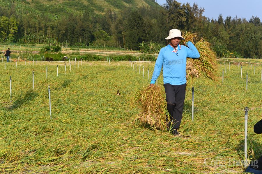 trong theo phuong phap huu co se gia tang gia tri cho thuong hieu toi ly son