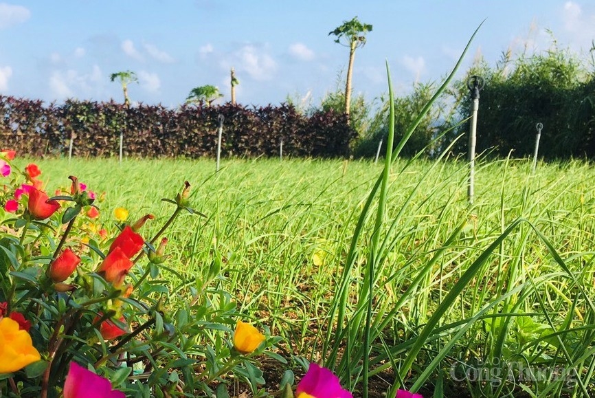 trong theo phuong phap huu co se gia tang gia tri cho thuong hieu toi ly son