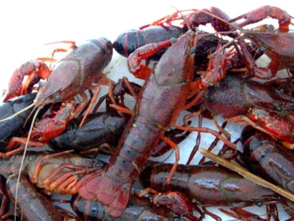 da nang kiem tra giam sat ngan chan van chuyen tom cang do vao thanh pho