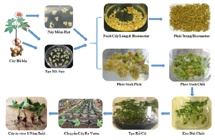 Ứng dụng khoa học công nghệ để phát triển bền vững Quốc bảo Sâm Ngọc Linh ung dung khoa hoc cong nghe de phat trien ben vung quoc bao sam ngoc linh