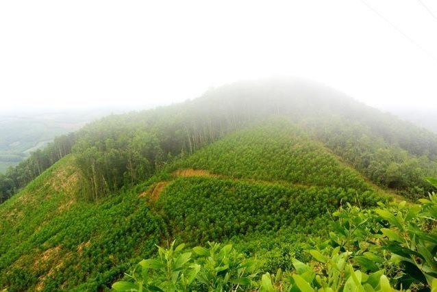 nganh go chu dong don co hoi tu evfta