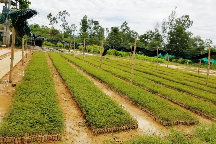 Bài 2: Doanh nghiệp “chung tay” để trồng rừng có chứng chỉ bai 2 doanh nghiep chung tay de trong rung co chung chi