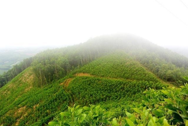 bai 1 the manh ve lam nghiep nhung nganh go luon thieu nguyen lieu vi sao