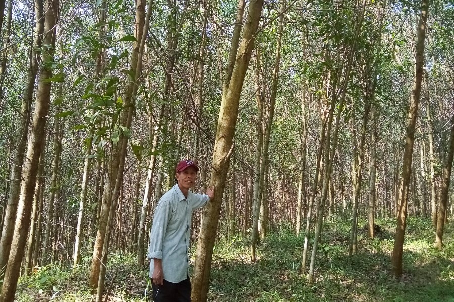 Bài 2: Doanh nghiệp “chung tay” để trồng rừng có chứng chỉ bai 2 doanh nghiep chung tay de trong rung co chung chi