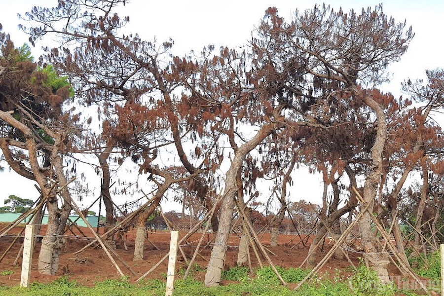 Gia Lai: Hàng loạt cây thông tại dự án “khủng” có nguy cơ chết khô