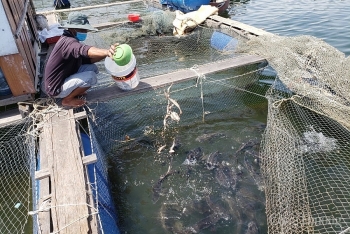 Đà Nẵng: Tiêu thụ hải sản lồng bè gặp khó do dịch Covid – 19