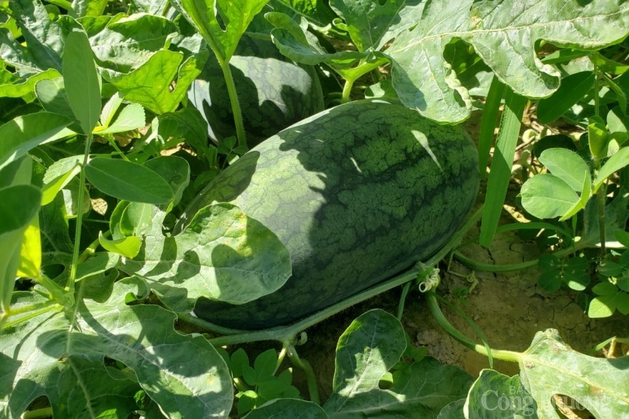 Đà Nẵng: Nông sản chậm tiêu thụ do dịch lên kệ siêu thị Đà Nẵng: Nông sản chậm tiêu thụ do dịch lên kệ siêu thị