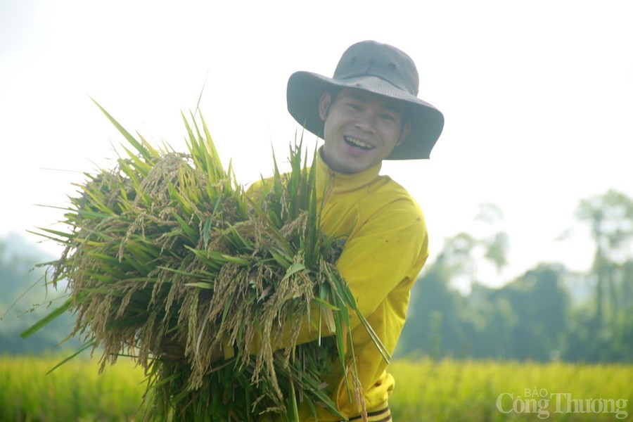 Sản xuất gạo ngon nhất thế giới trên cao nguyên M’nông Sản xuất gạo ngon nhất thế giới trên cao nguyên M’nông