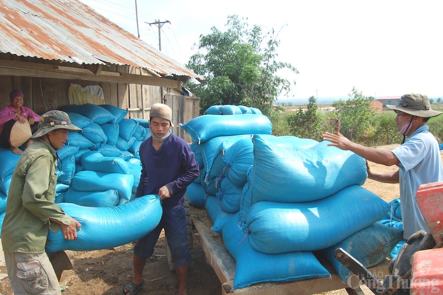 Sản xuất gạo ngon nhất thế giới trên cao nguyên M’nông Sản xuất gạo ngon nhất thế giới trên cao nguyên M’nông