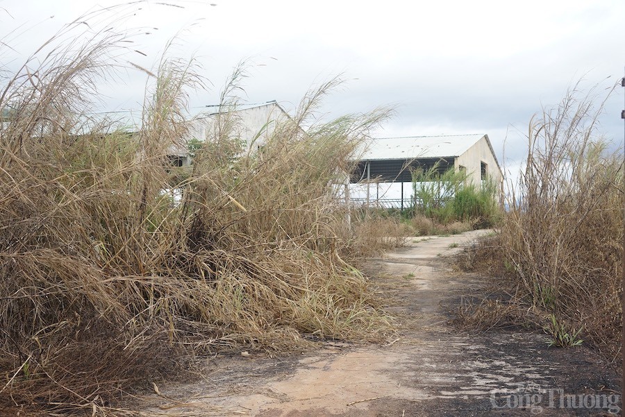 Đắk Nông: Chuyển “siêu dự án” chăn nuôi bò 2.632 tỷ đồng công nghệ cao sang chăn nuôi heo Đắk Nông: Chuyển “siêu dự án” chăn nuôi bò 2.632 tỷ đồng công nghệ cao sang chăn nuôi heo