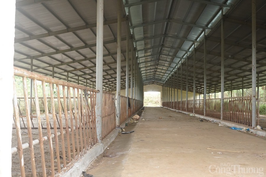 Đắk Nông: Chuyển “siêu dự án” chăn nuôi bò 2.632 tỷ đồng công nghệ cao sang chăn nuôi heo Đắk Nông: Chuyển “siêu dự án” chăn nuôi bò 2.632 tỷ đồng công nghệ cao sang chăn nuôi heo