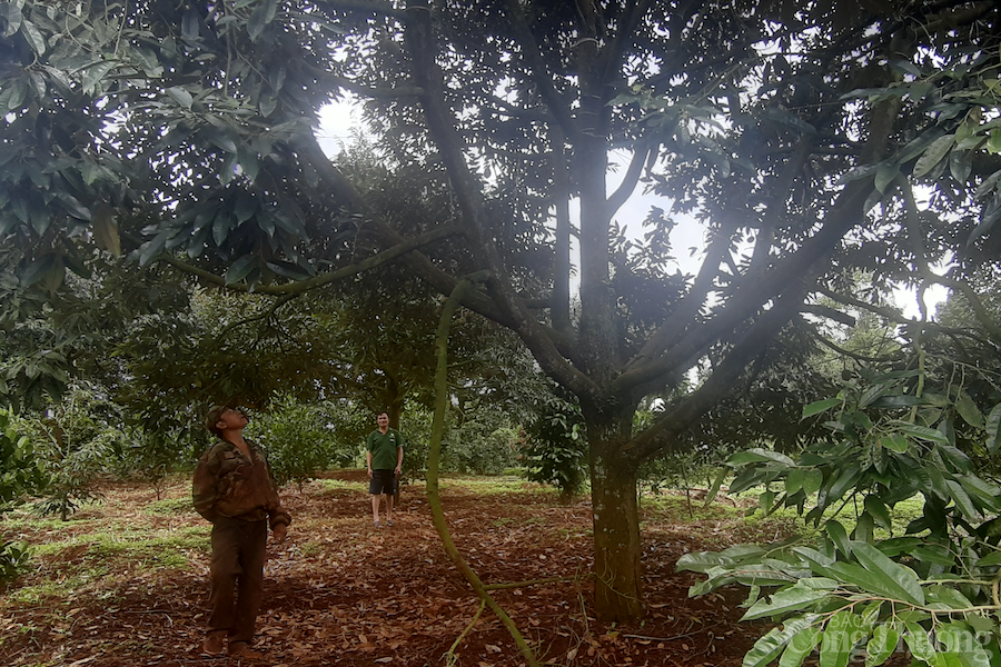 Sầu riêng tại tỉnh Đắk Nông mất mùa, vì sao?