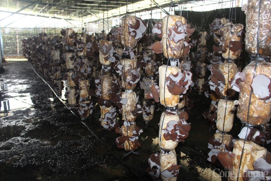 Tỉnh Gia Lai đã khắc phục các tồn tại liên quan đến các dự án điện mặt trời mái nhà đến đâu? Tỉnh Gia Lai đã khắc phục các tồn tại liên quan đến các dự án điện mặt trời mái nhà đến đâu?