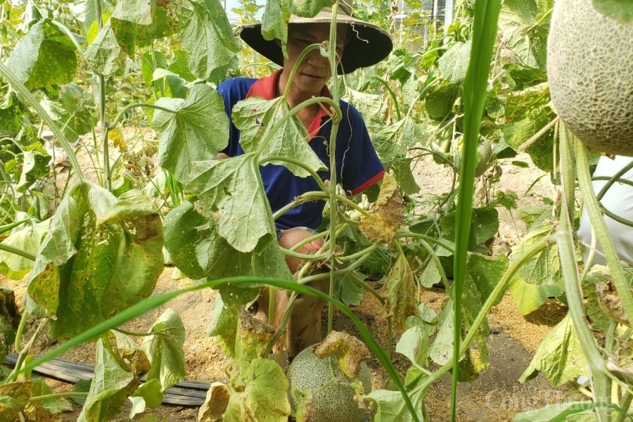 Đà Nẵng: Nông sản “lao đao” vì dịch Covid – 19 Đà Nẵng: Nông sản “lao đao” vì dịch Covid – 19