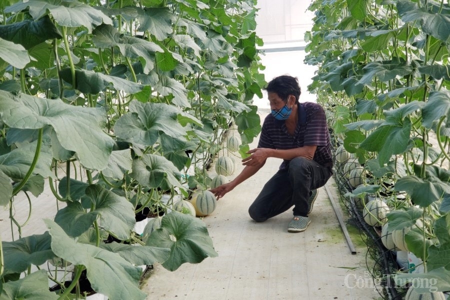 Đà Nẵng: Nông sản “lao đao” vì dịch Covid – 19 Đà Nẵng: Nông sản “lao đao” vì dịch Covid – 19