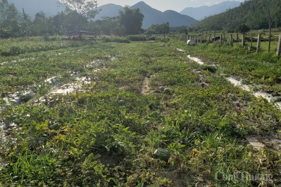 Đà Nẵng: Nông sản “lao đao” vì dịch Covid – 19 Đà Nẵng: Nông sản “lao đao” vì dịch Covid – 19